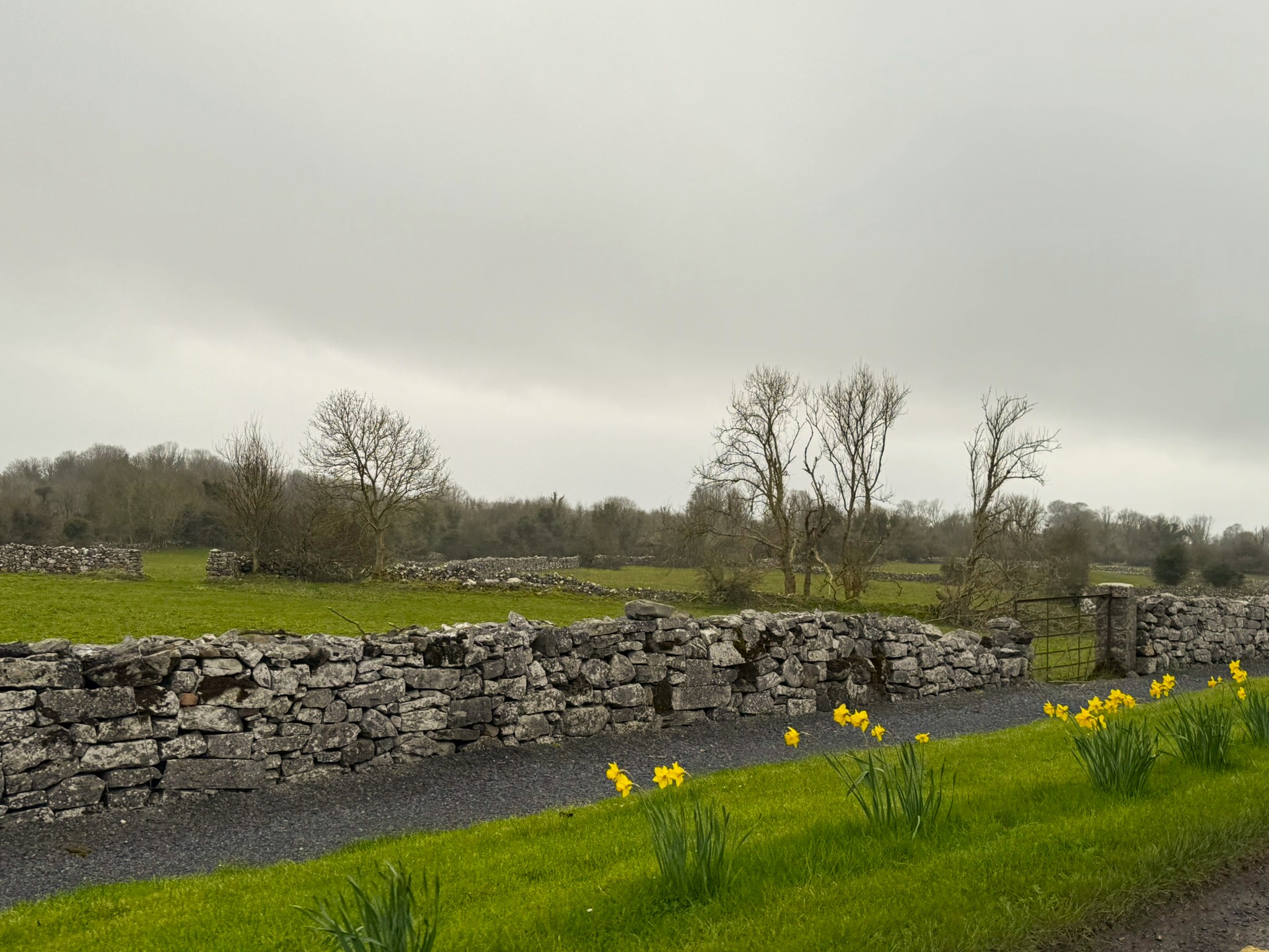 Daffodils along an Irish rock wall — classic March in Ireland