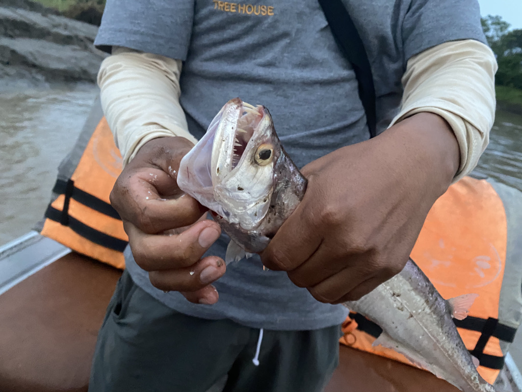 Guide holding a piranha caught on the Amazon River
