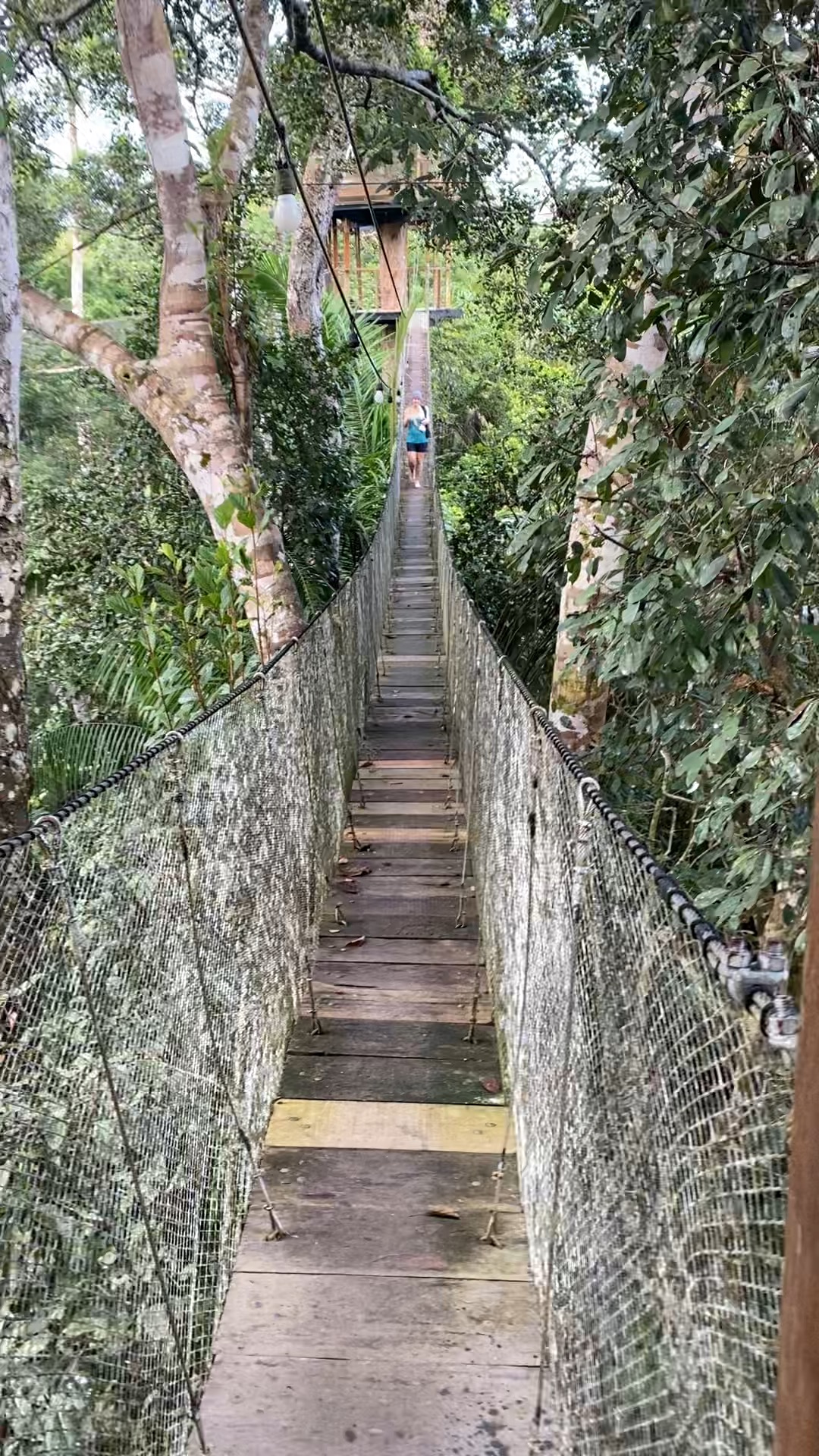 The canopy walkway at the Treehouse Lodge, Amazon jungle