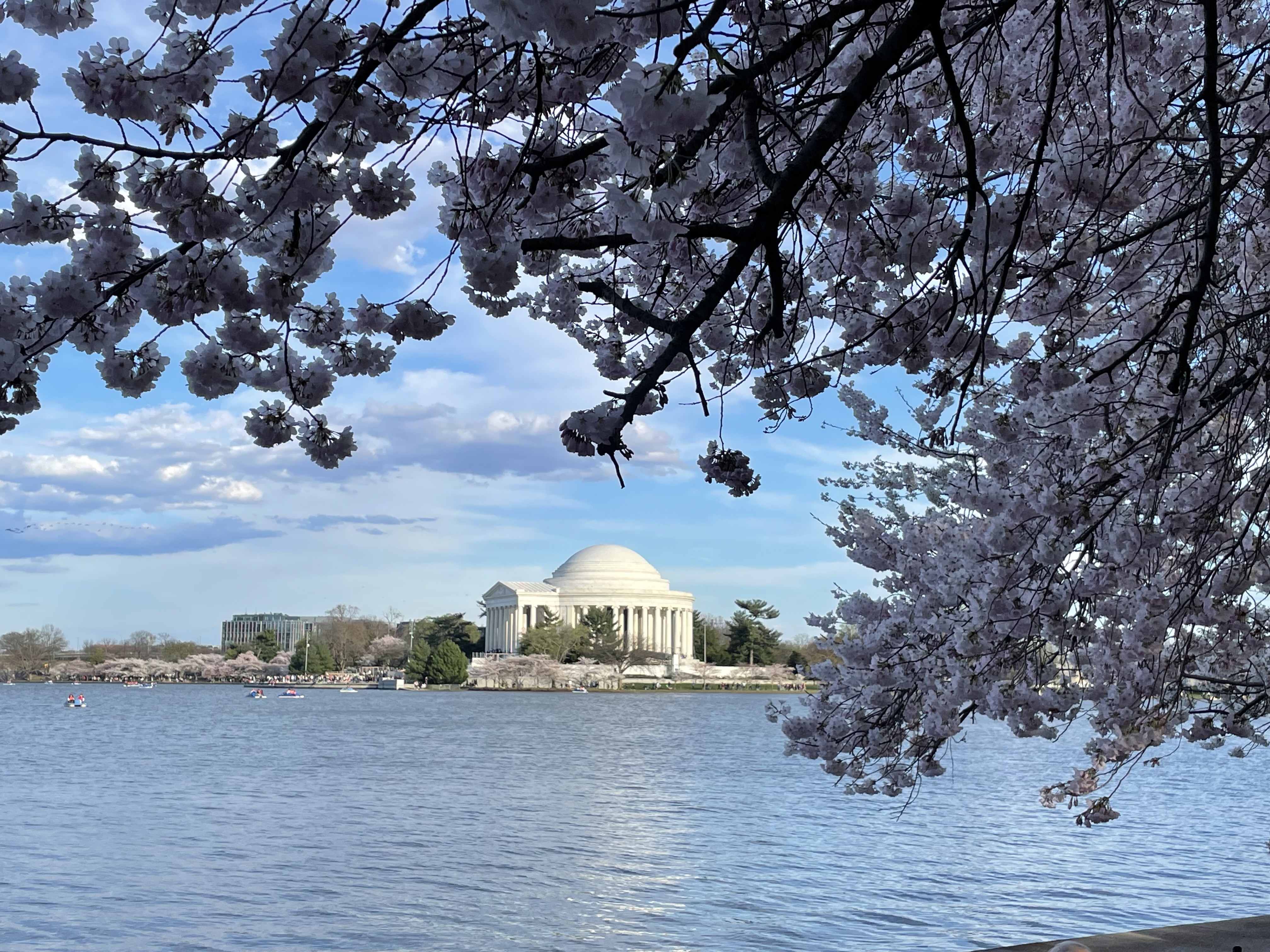 Cherry blossoms and the Jefferson Memorial, Washington DC