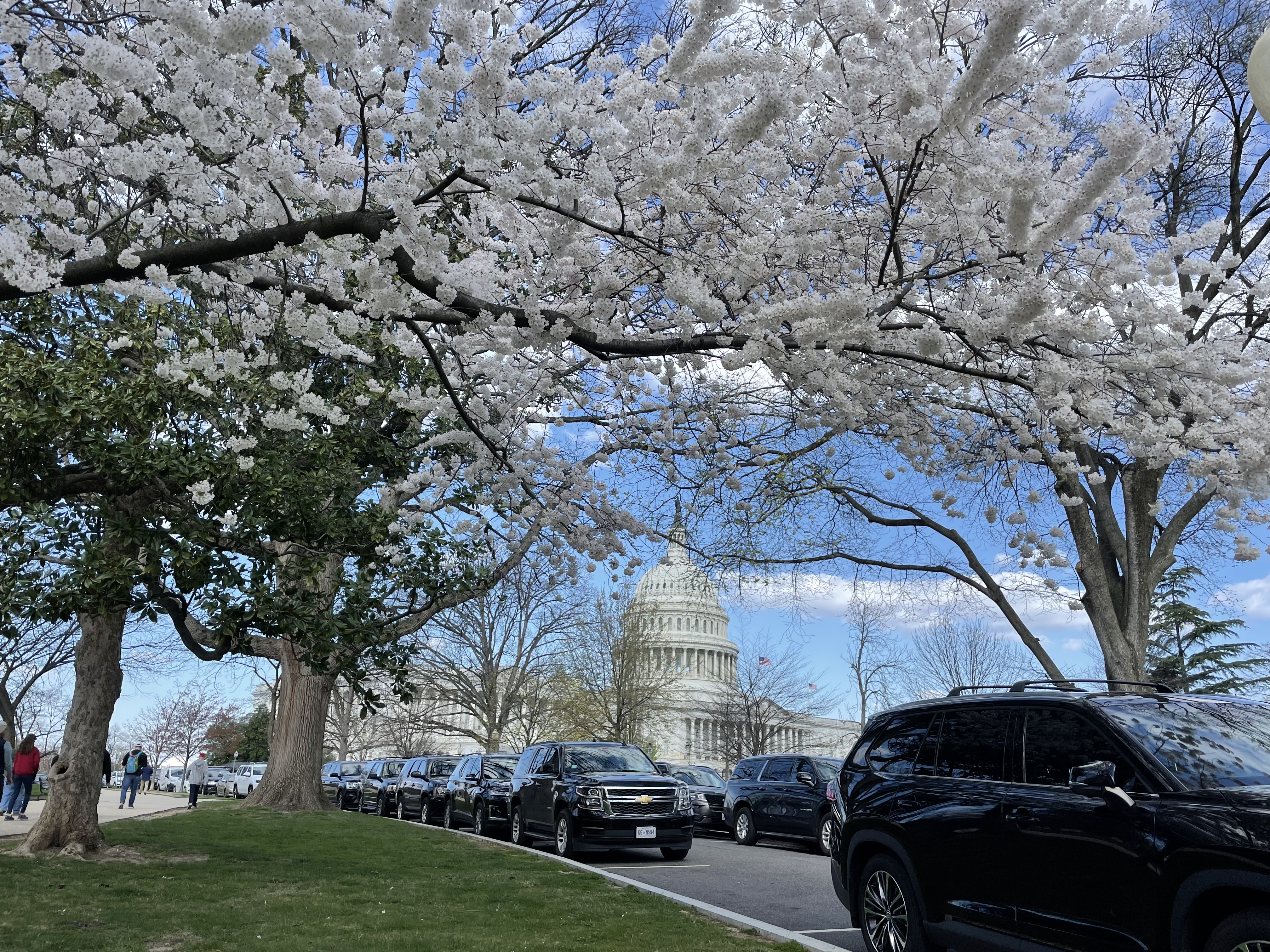 Spring break in Washington DC